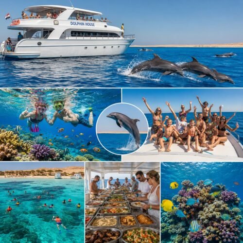 Dolphin House Snorkeling Adventure